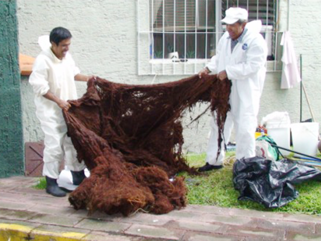 Servicio de lavado y reparado de aljibes con raices